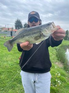 Largemouth Bass