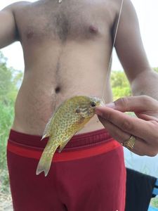 Green Sunfish