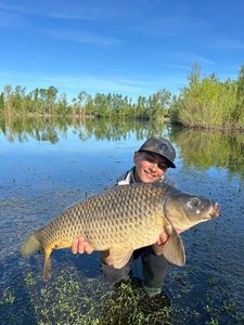 Common Carp
