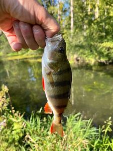 European Perch