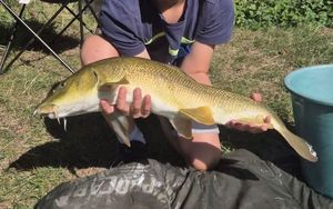 Barbel