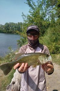 Largemouth Bass