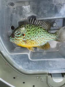 Green Sunfish