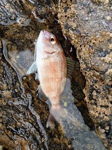 Red Porgy