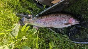 Rainbow Trout