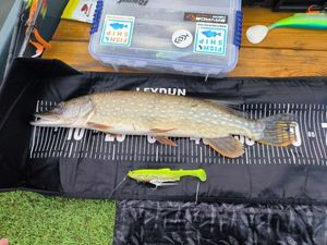 Northern Pike