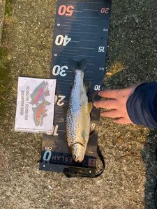 Brown Trout