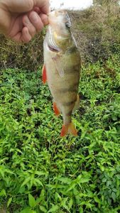 European Perch