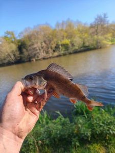 European Perch