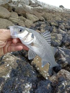 European Bass (Seabass)