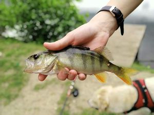 European Perch