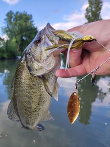 Largemouth Bass