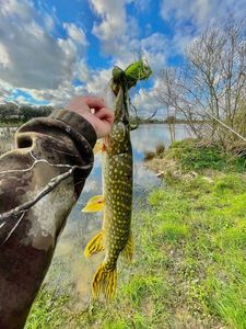 Northern Pike