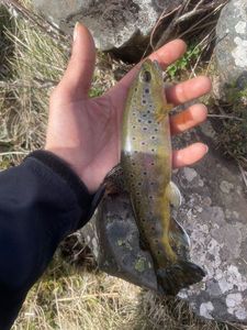 Brown Trout