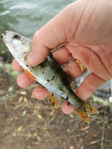 European Perch