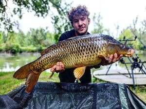Common Carp