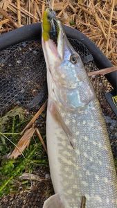 Northern Pike