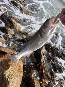European Bass (Seabass)