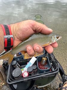 Roach