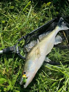 Zander
