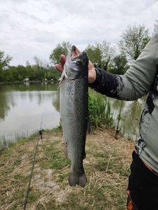 Rainbow Trout