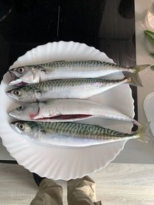Mackerel