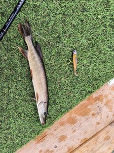 Northern Pike