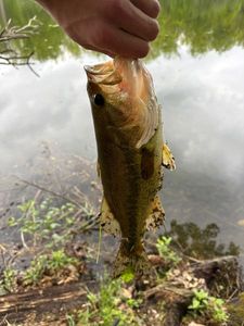 Largemouth Bass
