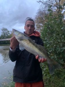 Zander