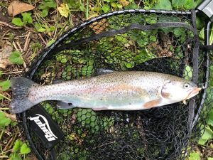 Rainbow Trout