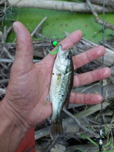 Smallmouth Bass