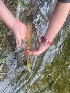 Brown Trout