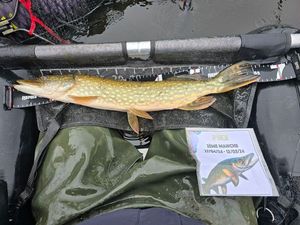 Northern Pike