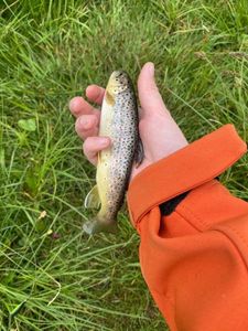 Brown Trout
