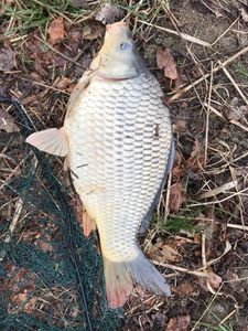 Mirror Carp