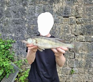 Zander