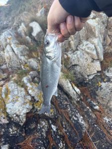 European Bass (Seabass)