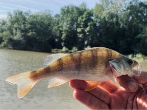 European Perch