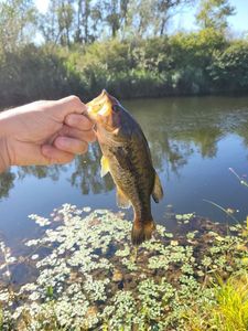 Largemouth Bass
