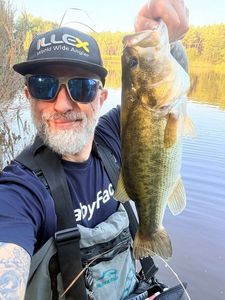 Largemouth Bass