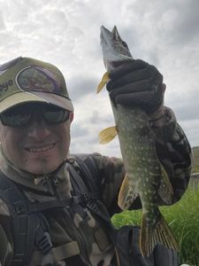 Northern Pike