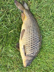 Common Carp