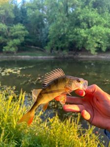 European Perch