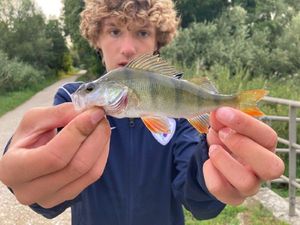 European Perch