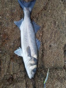 European Bass (Seabass)