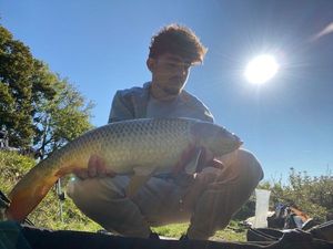 Common Carp