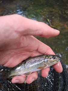 Brown Trout