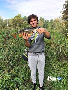 European Perch