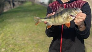 European Perch