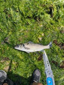European Bass (Seabass)